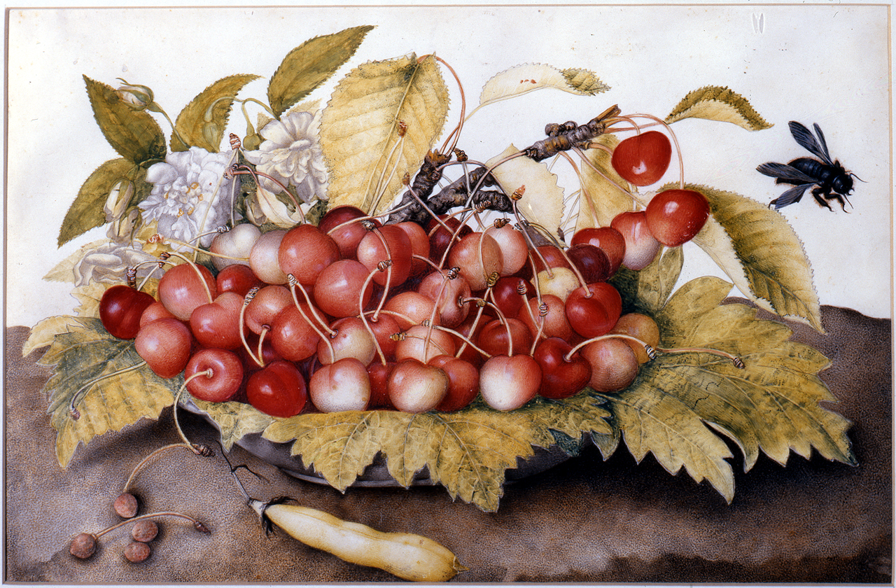 natura morta con ciliege, baccello e calabrone (dipinto) di Garzoni Giovanna (sec. XVII)