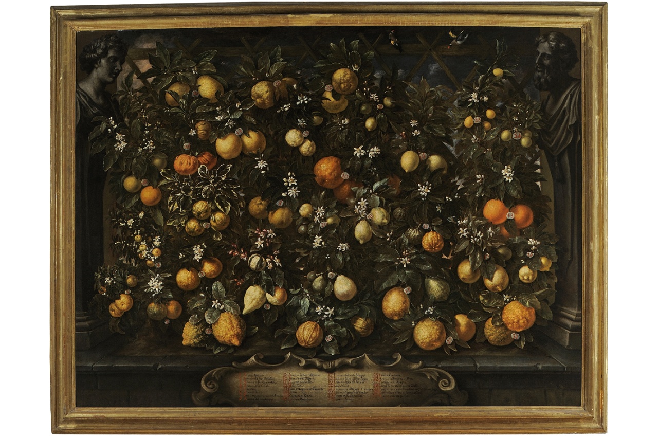 natura morta con agrumi (dipinto) di Bimbi Bartolomeo (sec. XVIII)
