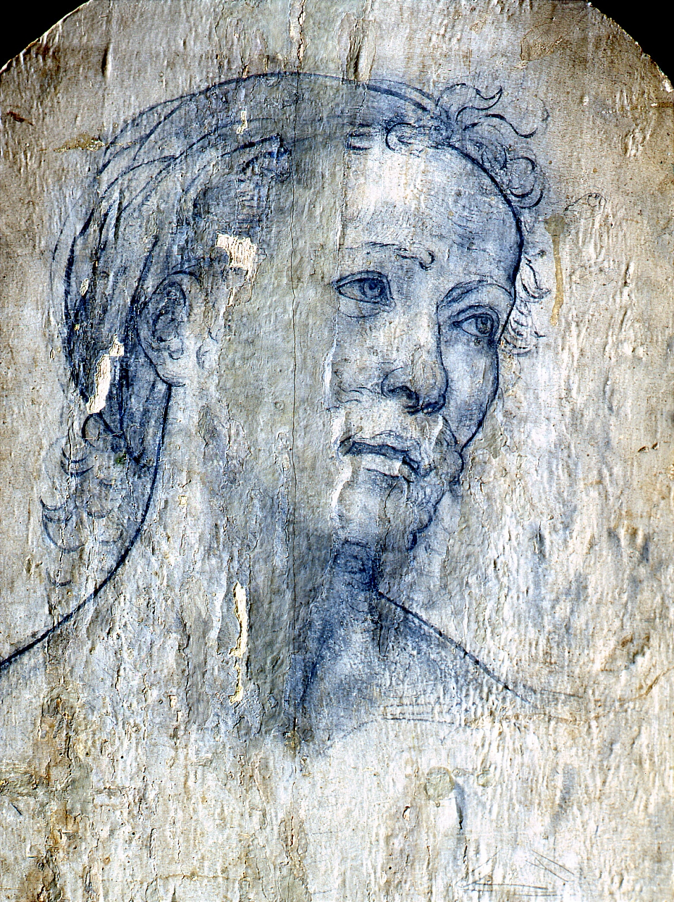 testa di santo (dipinto) di Lippi Filippo (sec. XV)