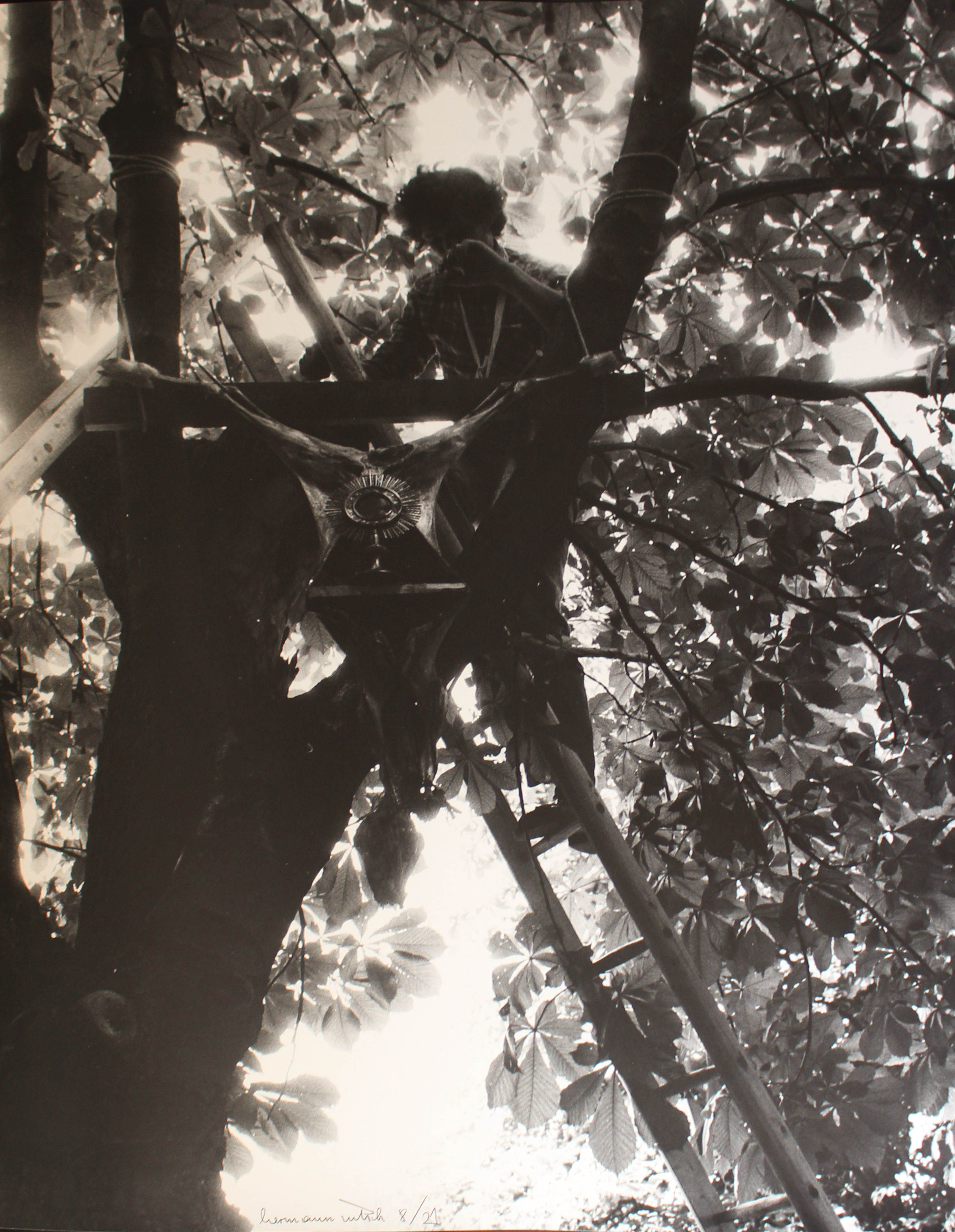 Animale (positivo) di Nitsch, Beate (seconda metà XX)