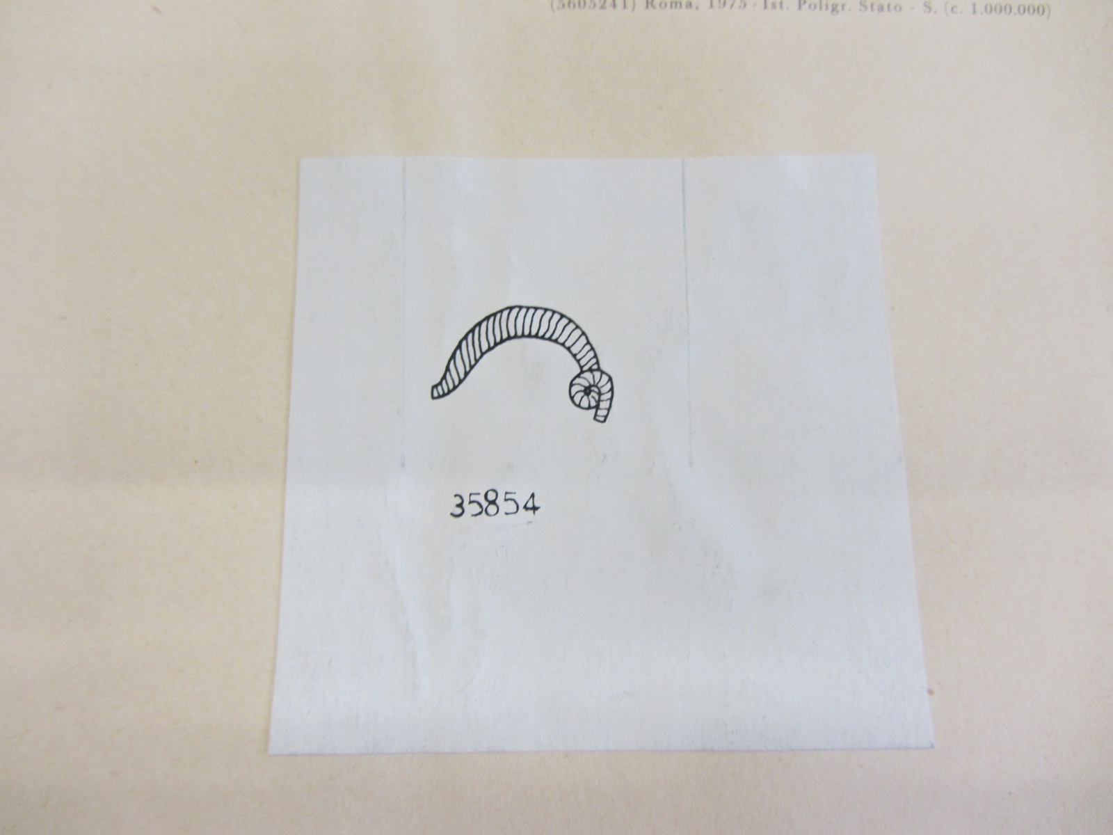 fibula, ad arco rivestito (metà VIII a.C)