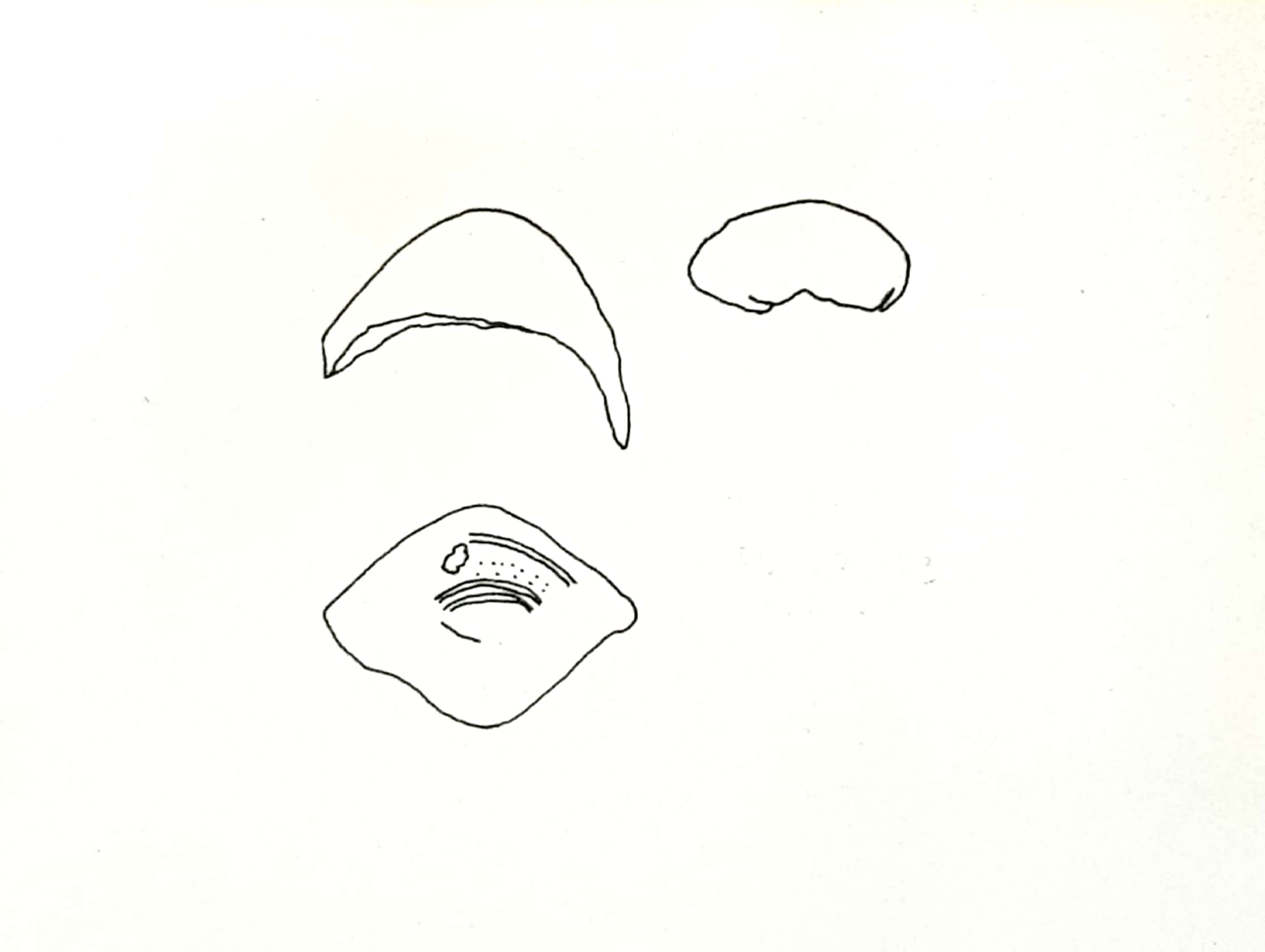 fibula a sanguisuga (ultimo quarto VIII sec. a. C)