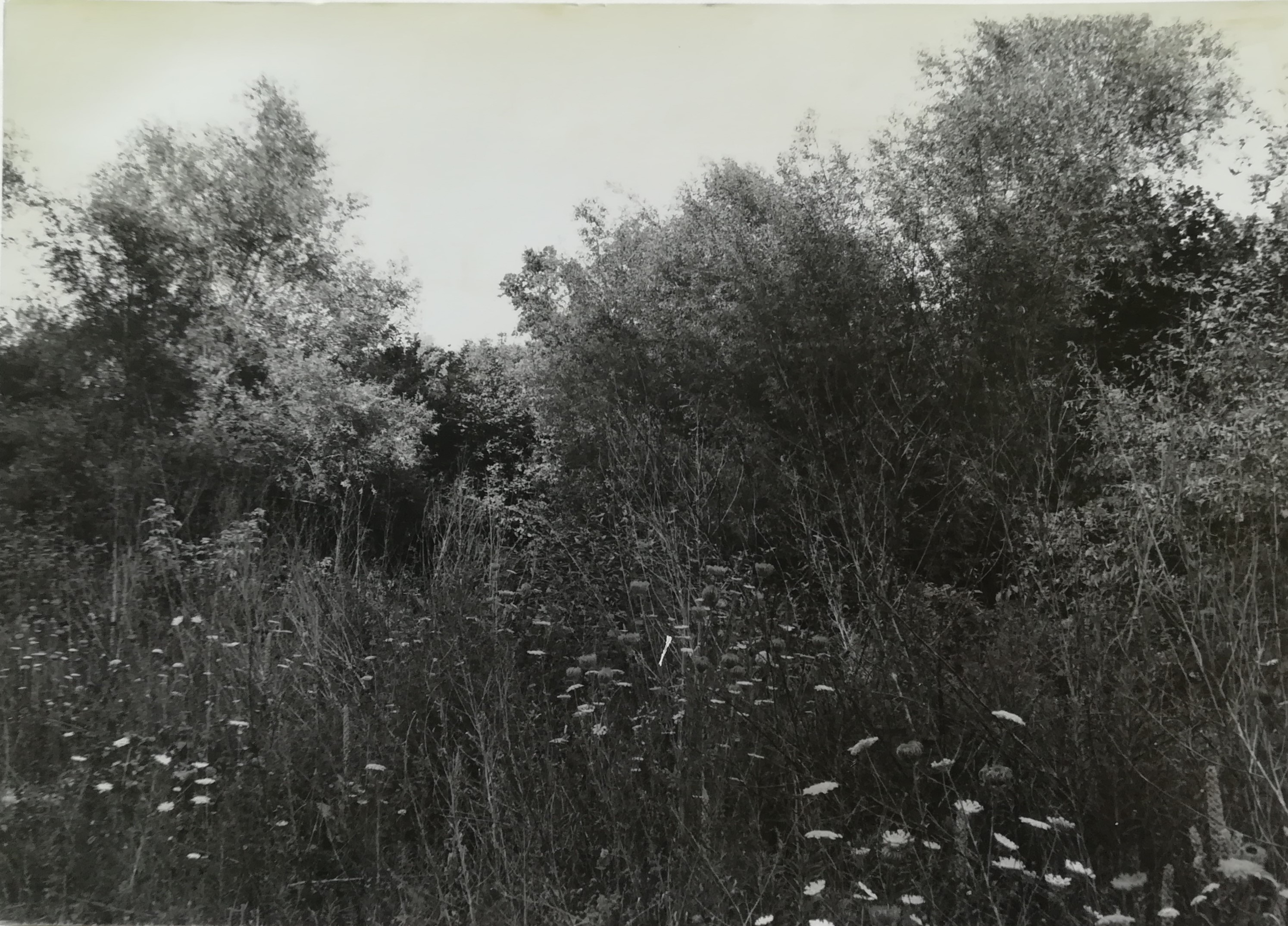 Seminario (seminario) - Carinola (CE)  (-)