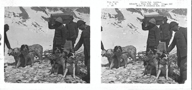 Passo della Lobbia - slitte - munizioni - cani - 1917 (positivo) di Marzocchi, Luigi (primo quarto XX)