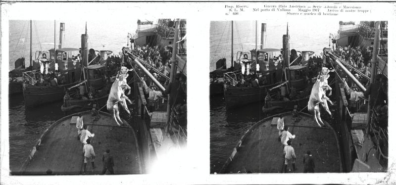 Vallona - porto - imbarcazioni - bestiame - soldati - 1917 (positivo) di Marzocchi, Luigi (primo quarto XX)