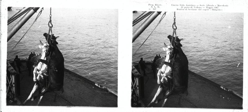 Vallona - Vapore Bulgaria - soldati - bestiame - imbarcazioni - 1917 (positivo) di Marzocchi, Luigi (primo quarto XX)