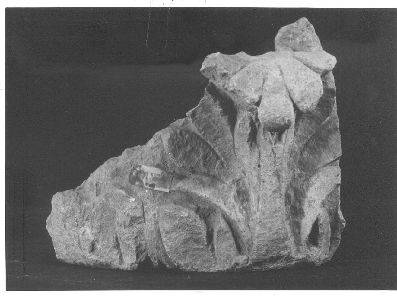 frammento/ capitello (sec. I d.C)