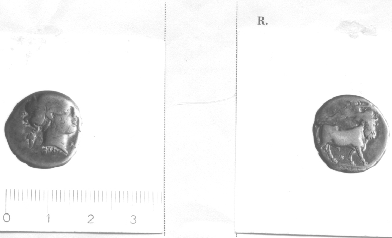 Testa femminile / Toro (moneta, didramma) (IV-III sec. a.C)
