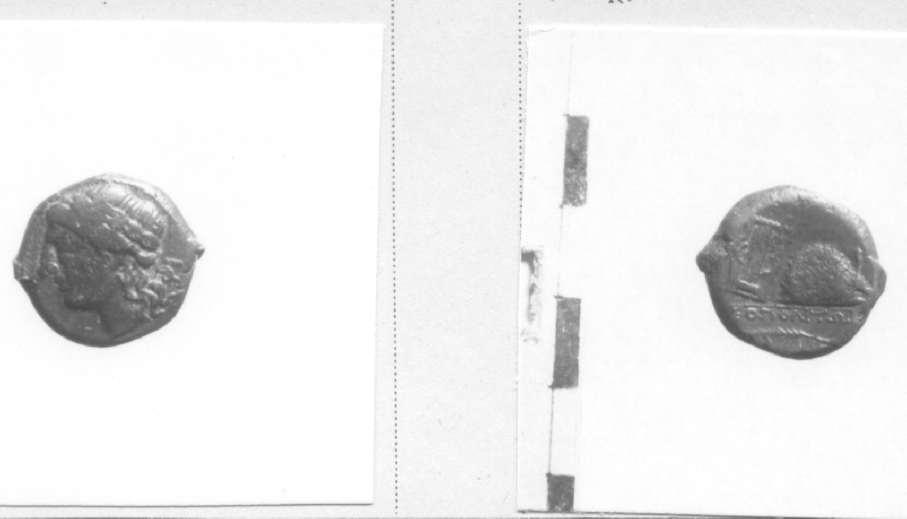 Testa di Apollo / Lira (moneta, litra) (III-II sec. a.C)