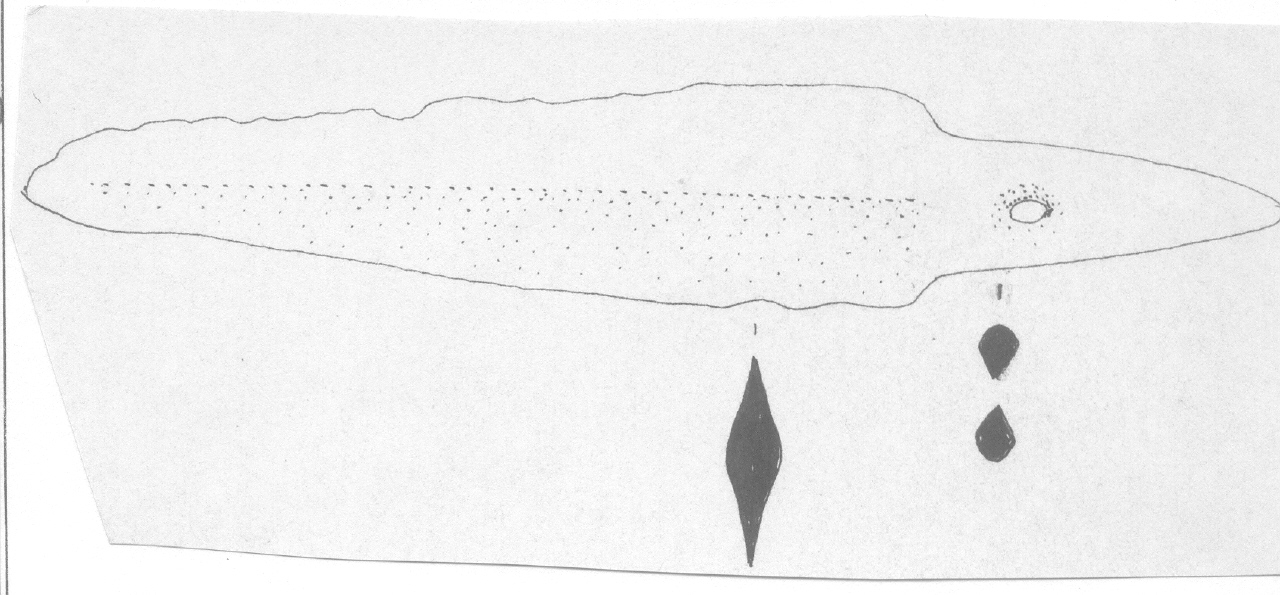 pugnale - Facies Terramara (Età del bronzo)