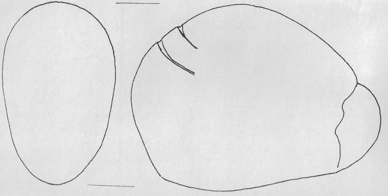 percotitore - Facies Terramaricola (Età del bronzo)