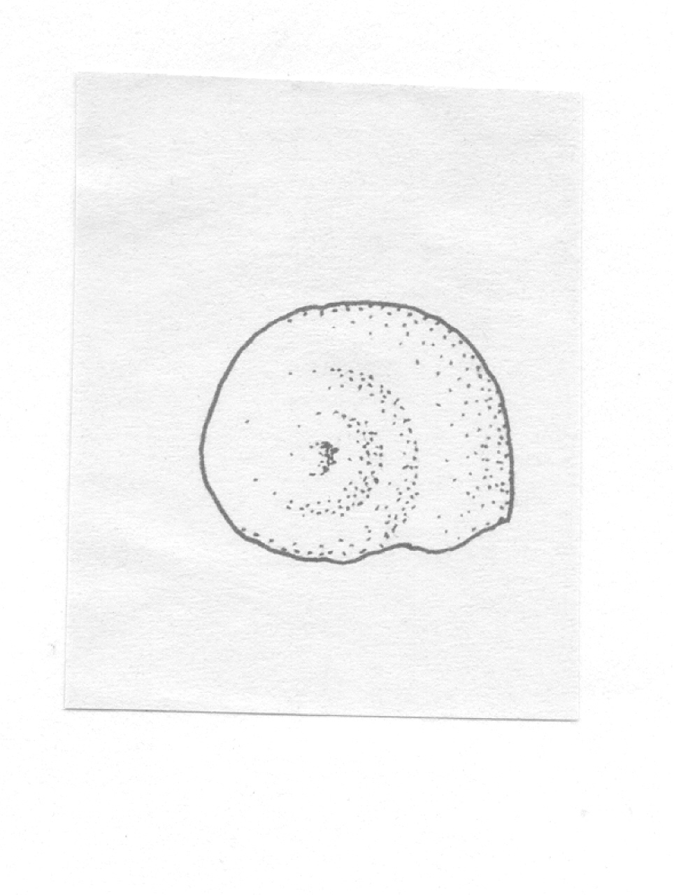 conchiglia - Facies Terramara (Età del bronzo)