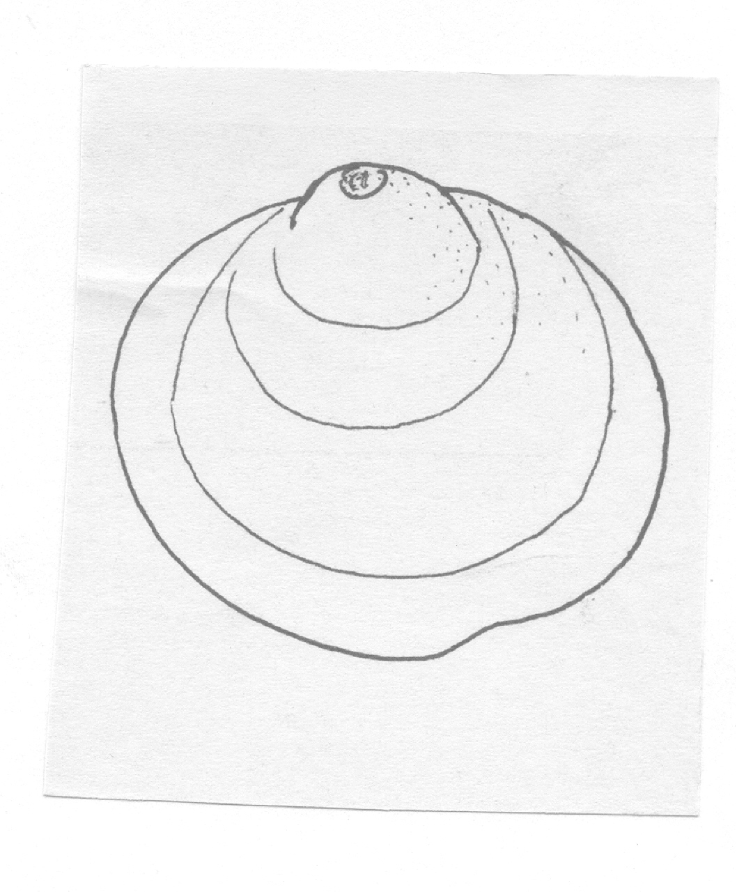 conchiglia - Facies Terramara (Età del bronzo)