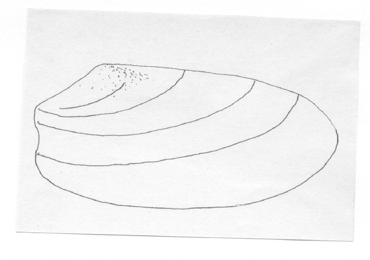 conchiglia - Facies Terramara (Età del bronzo)