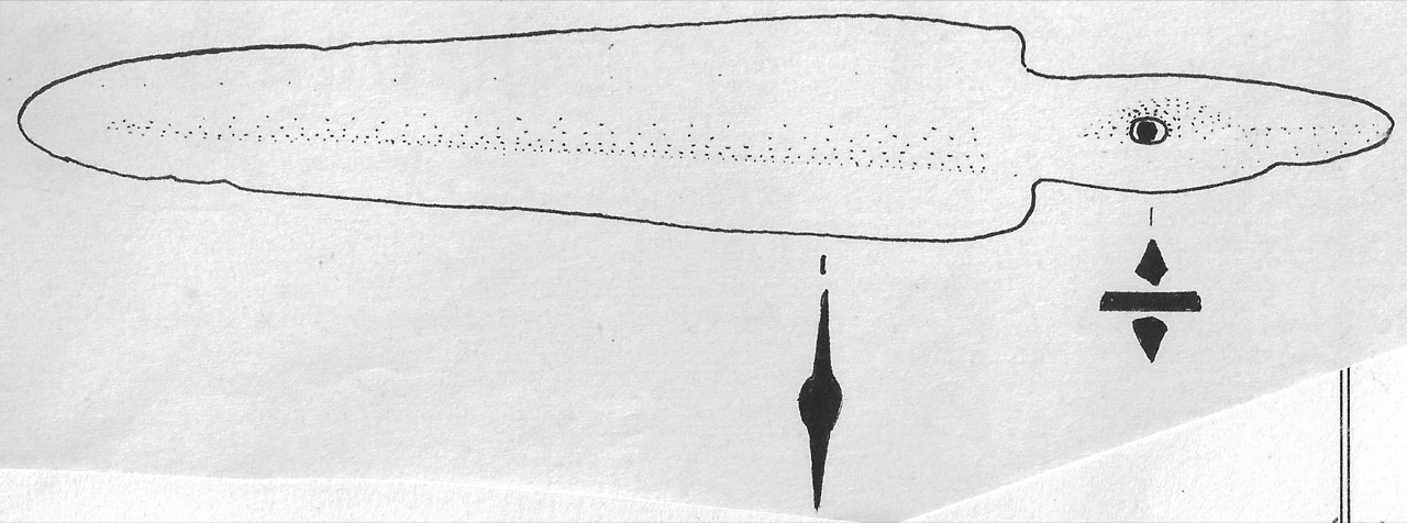 pugnaletto - Facies Terramara (Età del bronzo)