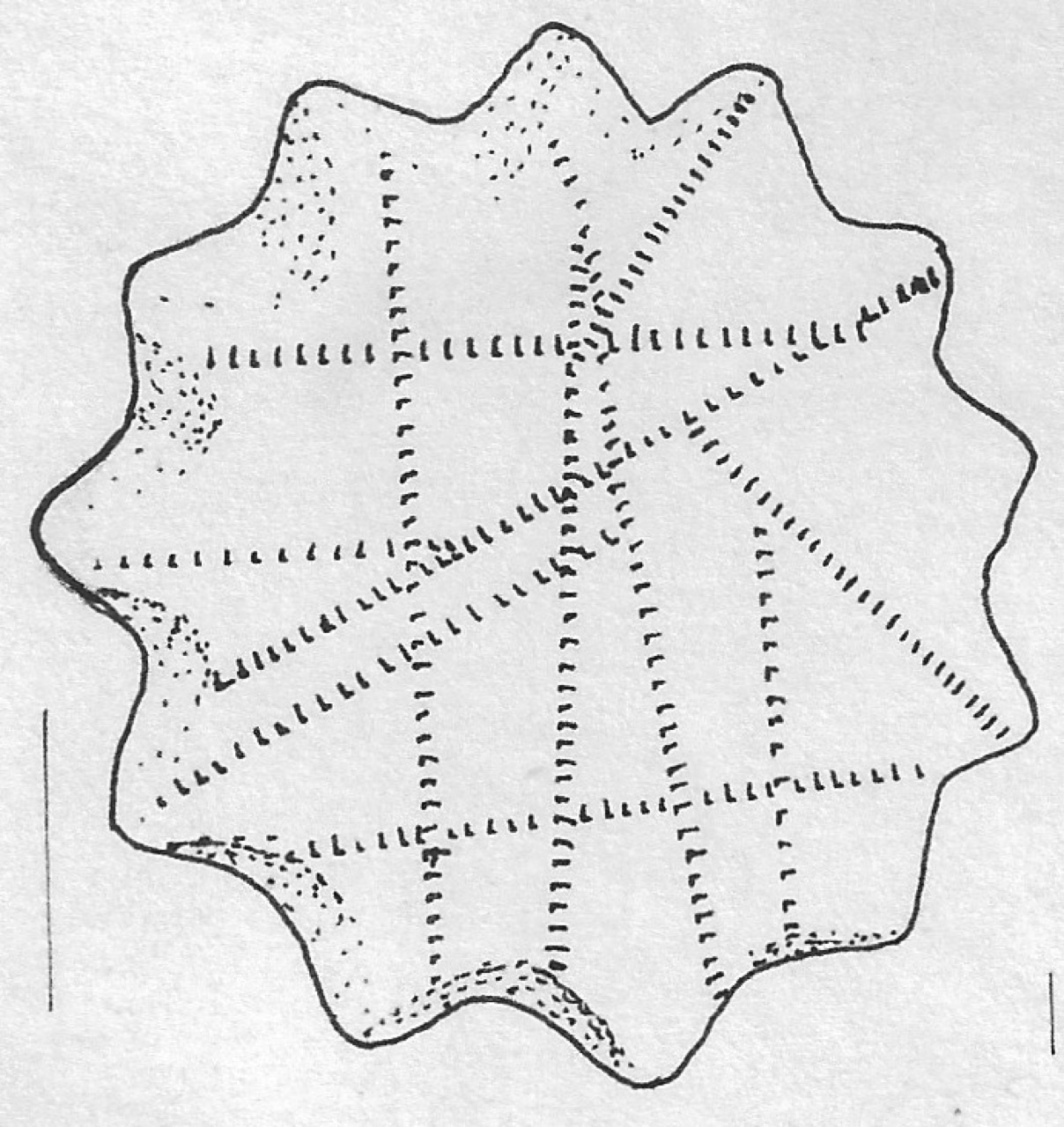 disco - Facies Terramara (Età del bronzo)