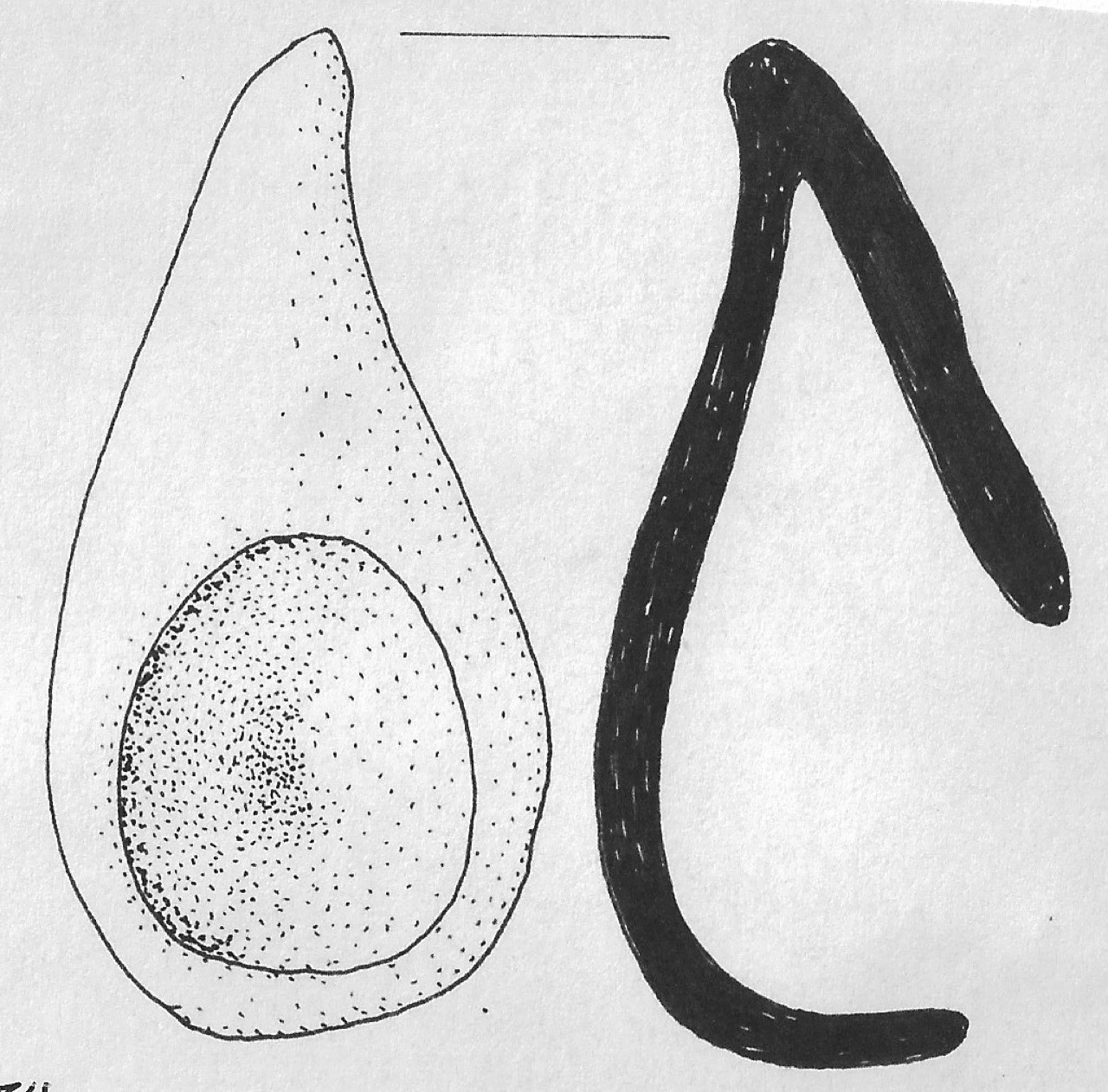 cucchiaio - Facies Terramara (Età del bronzo)