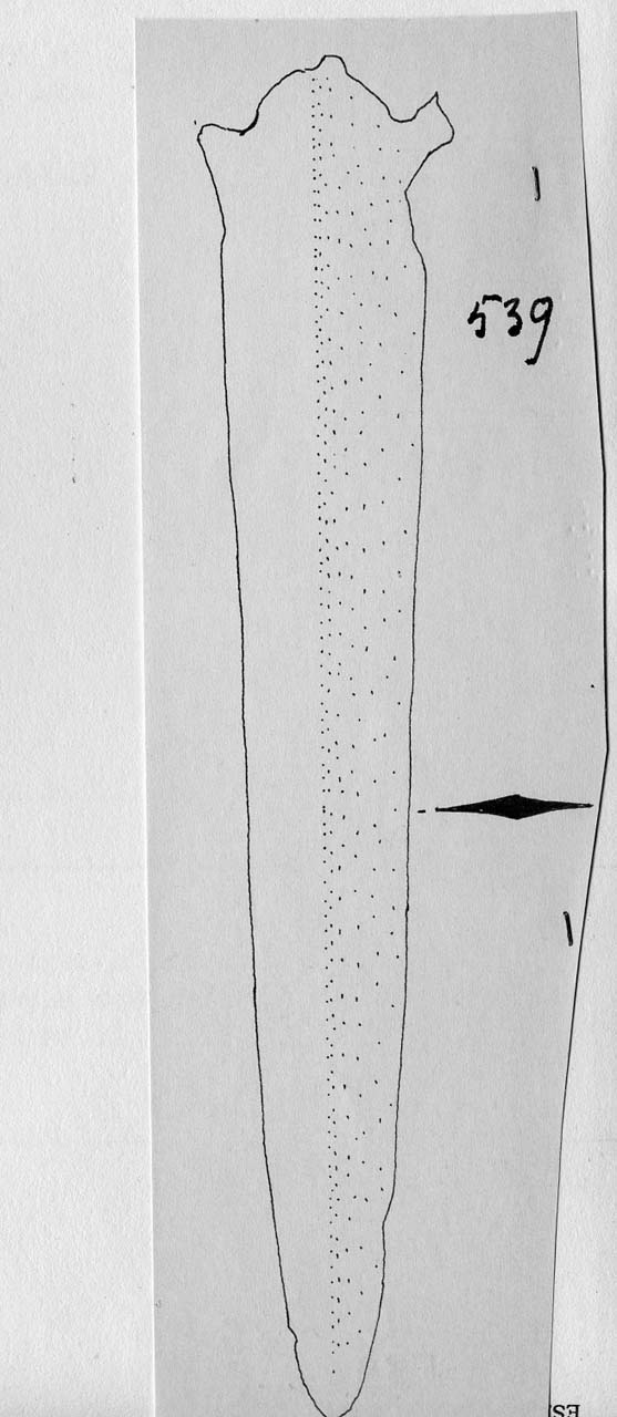 daga - Facies Terramara (Tardo Minoico II)