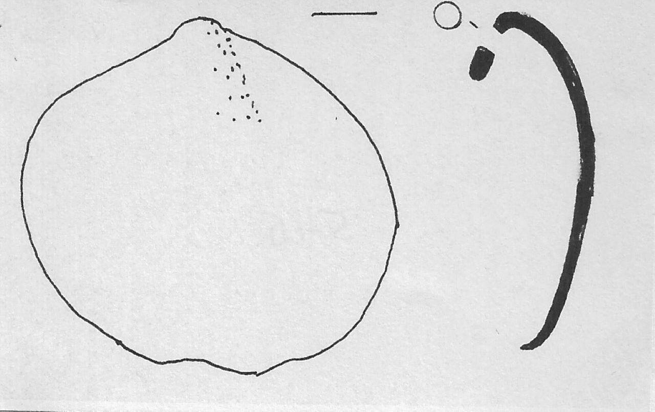 conchiglia - Facies Terramara (non determinabile)