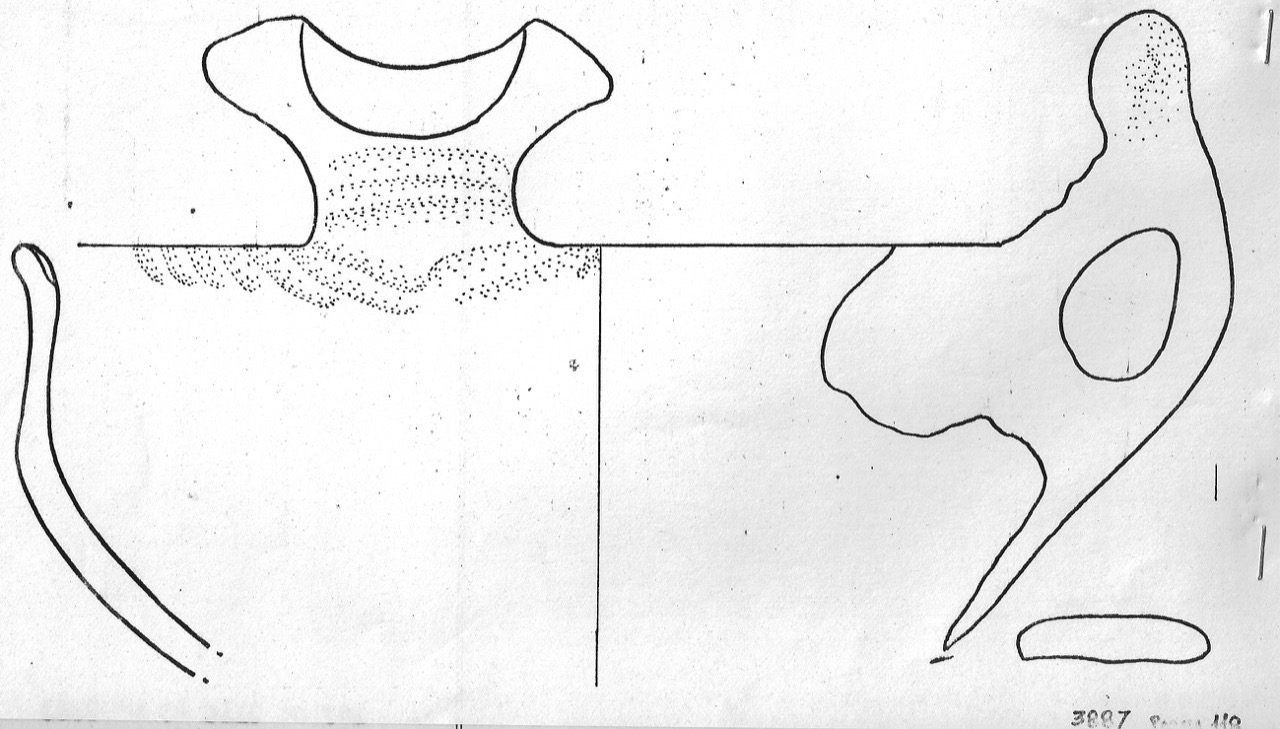 tazza - Facies Terramaricola (Età del bronzo)