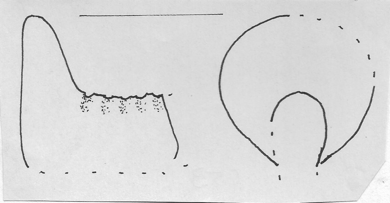 ansa con bastoncello - Facies Terramara (Tardo Minoico I-II)