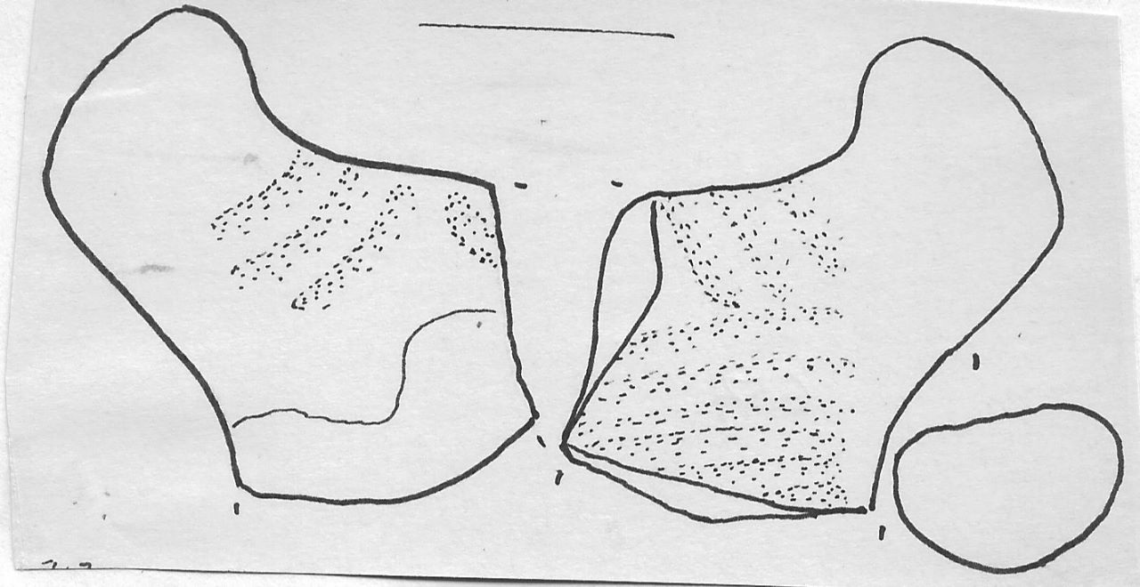 ansa con bastoncello - Facies Terramara (Tardo Minoico I)