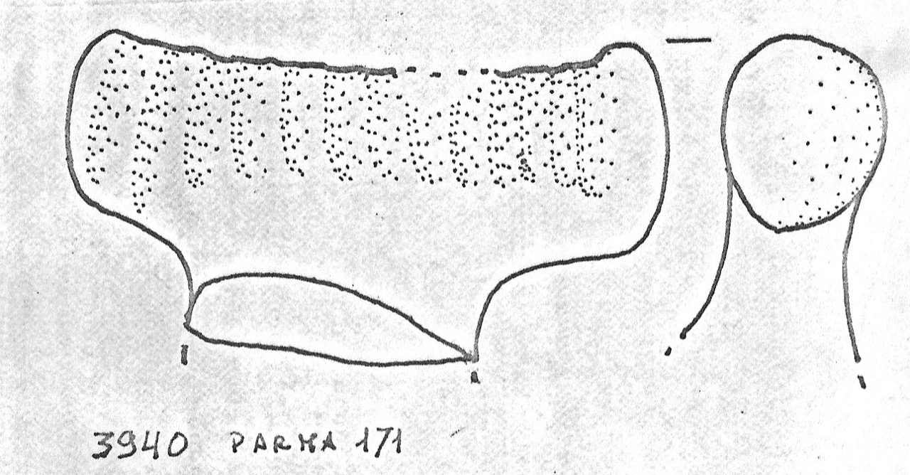 ansa - Facies Terramaricola (Età del Bronzo medio)