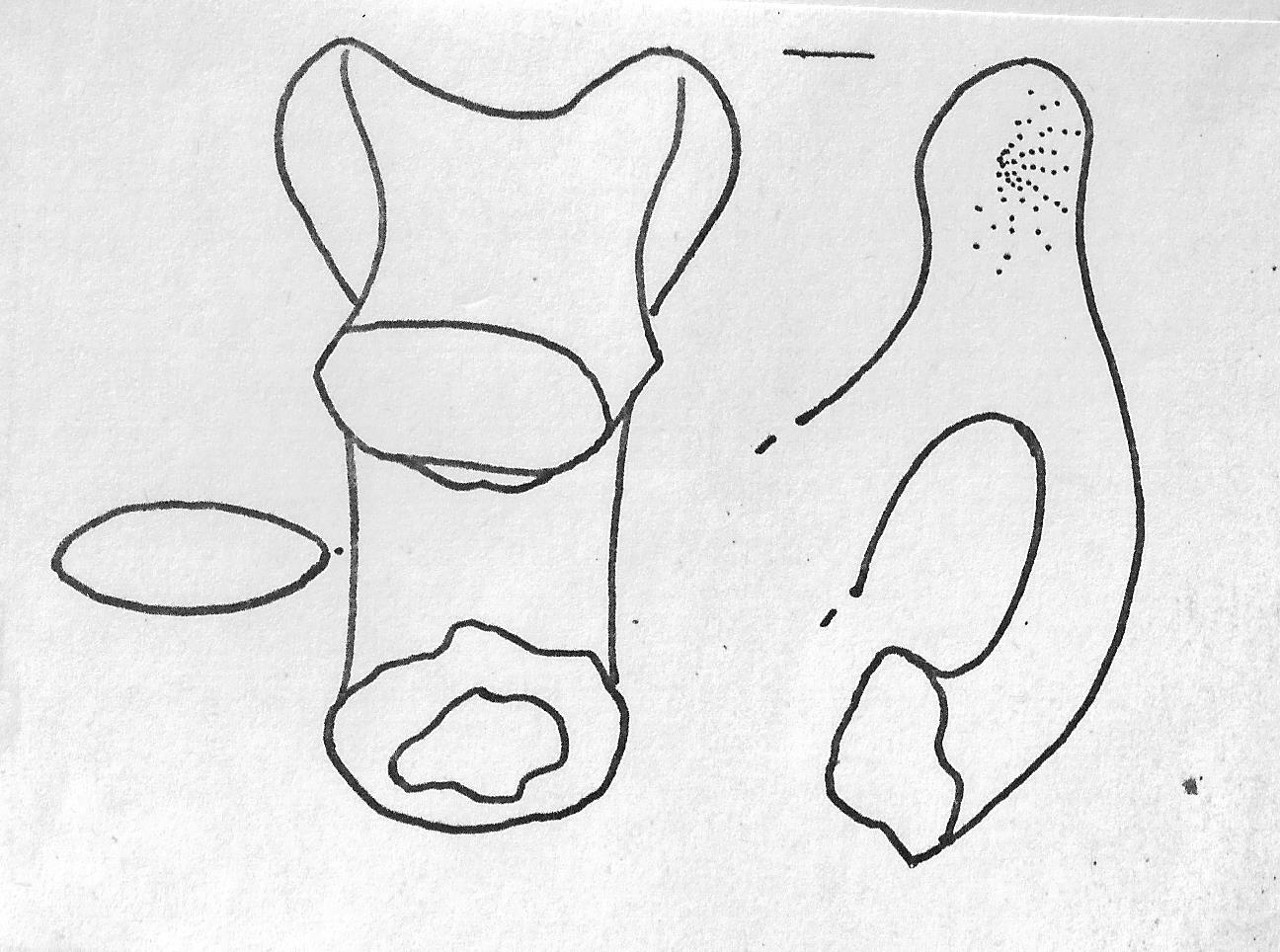tazza/ ansa - Facies Terramaricola (Età del Bronzo medio-tardo)