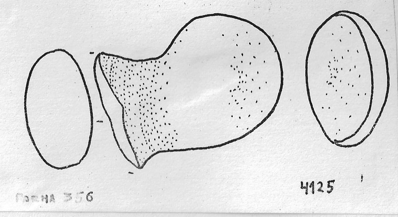 ansa/ bastoncello - Facies Terramaricola (Età del Bronzo medio)