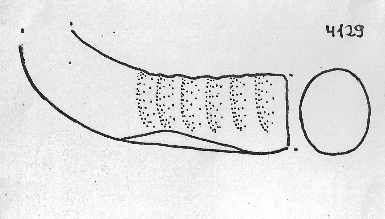 ansa/ bastoncello - Facies Terramaricola (Età del Bronzo medio-tardo)