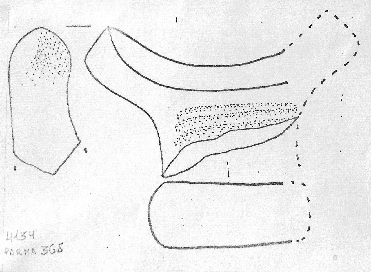 ansa/ bastoncello - Facies Terramaricola (Età del Bronzo medio-tardo)