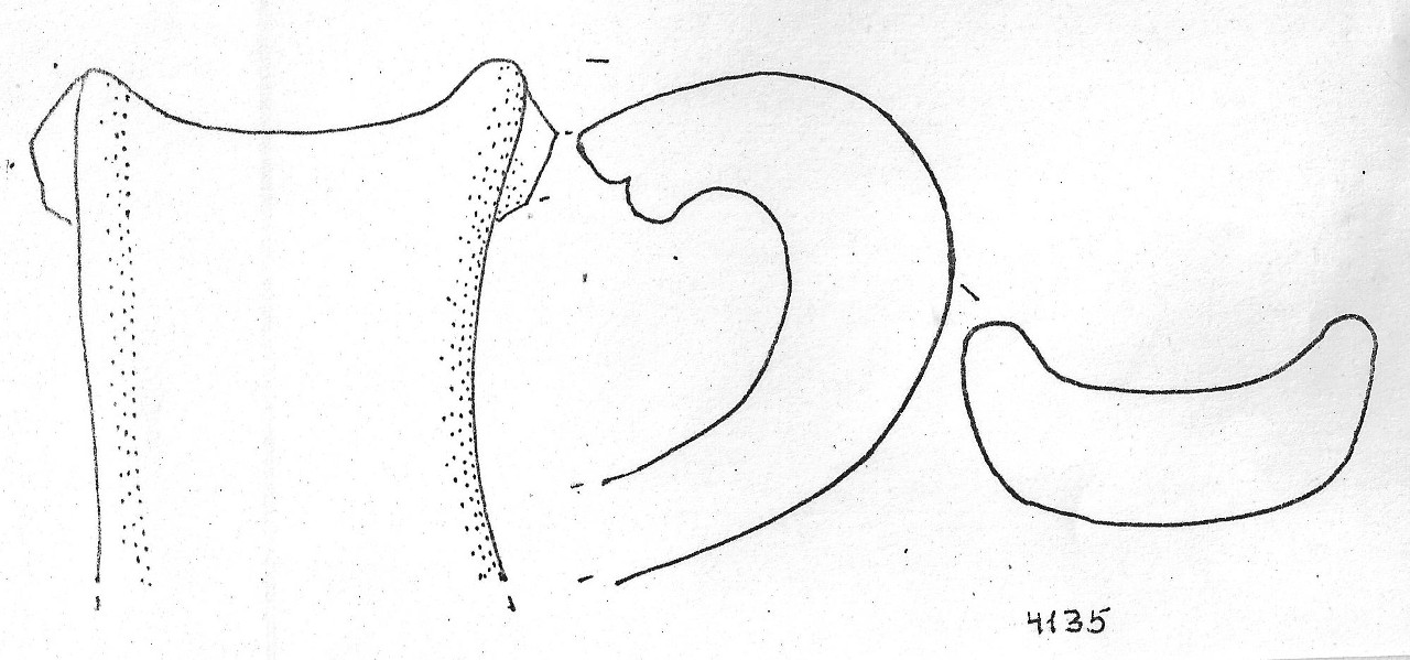 boccale/ ansa - Facies Terramaricola (Età del Bronzo medio-tardo)