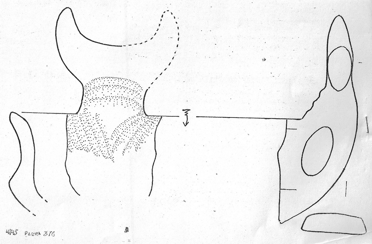 tazza - Facies Terramaricola (Età del Bronzo medio)
