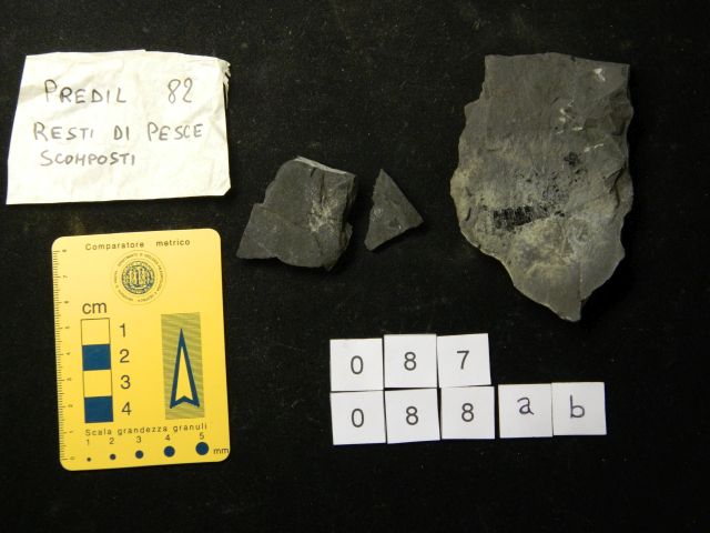 fossile (ammonite, esemplare)