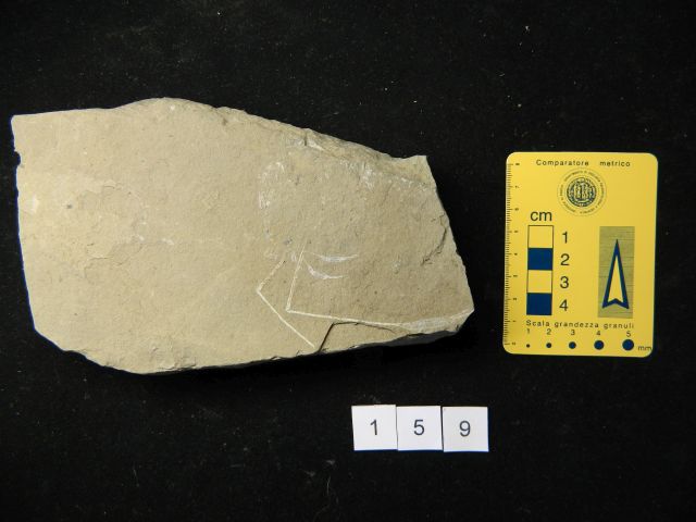 fossile (crostaceo, esemplare)