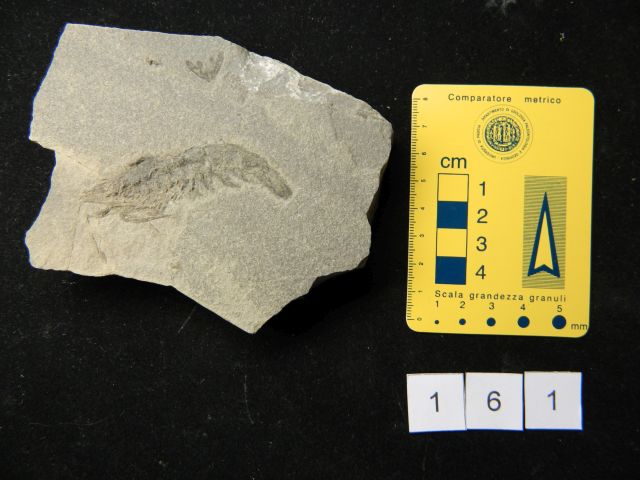 fossile (crostaceo, esemplare)