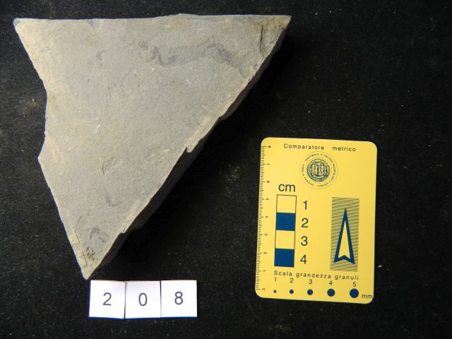 fossile (crostaceo, associazione fossile)