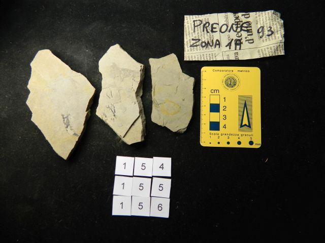 fossile (crostaceo, serie)