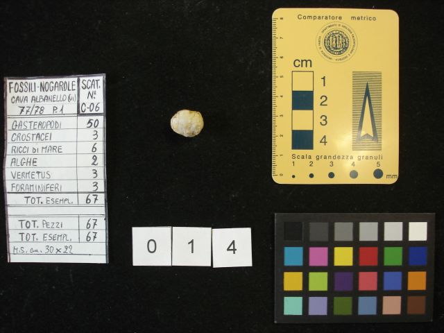 fossile (crostaceo, esemplare)