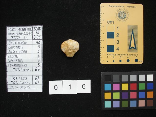 fossile (crostaceo, esemplare)