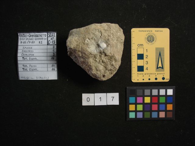 fossile (crostaceo, esemplare)