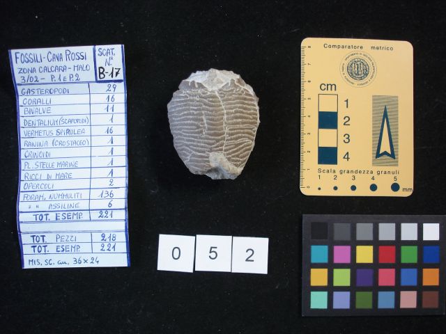 fossile (crostaceo, esemplare)