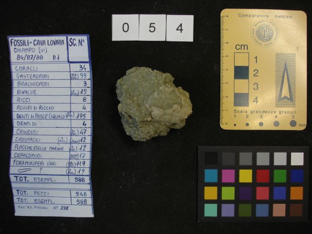 fossile (crostaceo, esemplare)