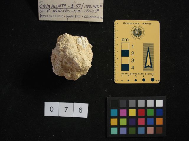 fossile (crostaceo, esemplare)