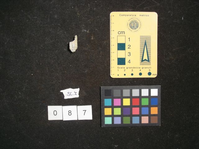 fossile (crostaceo, esemplare)