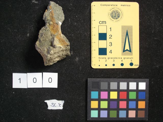 fossile (crostaceo, esemplare)