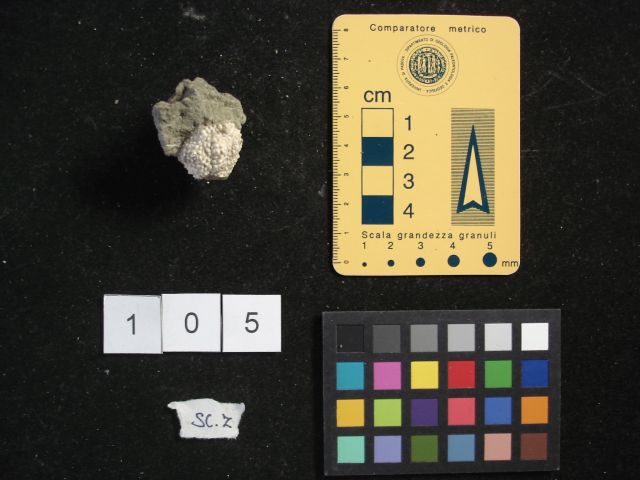 fossile (crostaceo, esemplare)