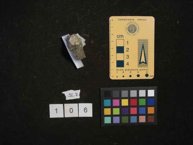 fossile (crostaceo, esemplare)