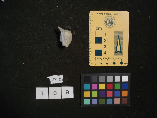 fossile (crostaceo, esemplare)