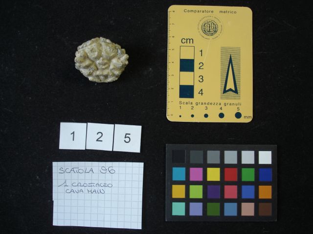 fossile (crostaceo, esemplare)